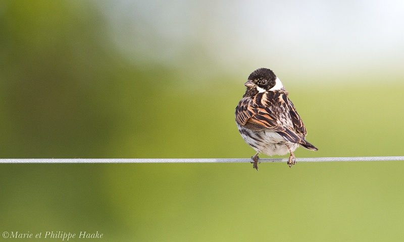 Bruant des roseaux 7218_wm.jpg - Bruant des roseaux, Emberiza schoeniclus, Common Reed Bunting (Suède, juin 2011)